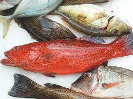 افضل انواع السمك في قطر